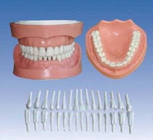 高級可卸式有根標準牙模型