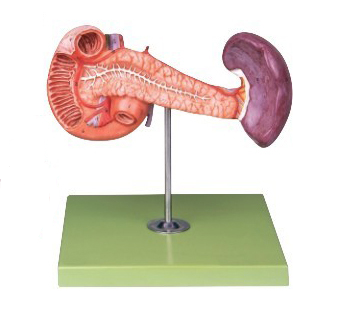 胰、十二指腸和脾模型